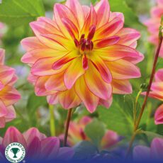 8718641998830 1 Dahlia Pacific Ocean.jpg